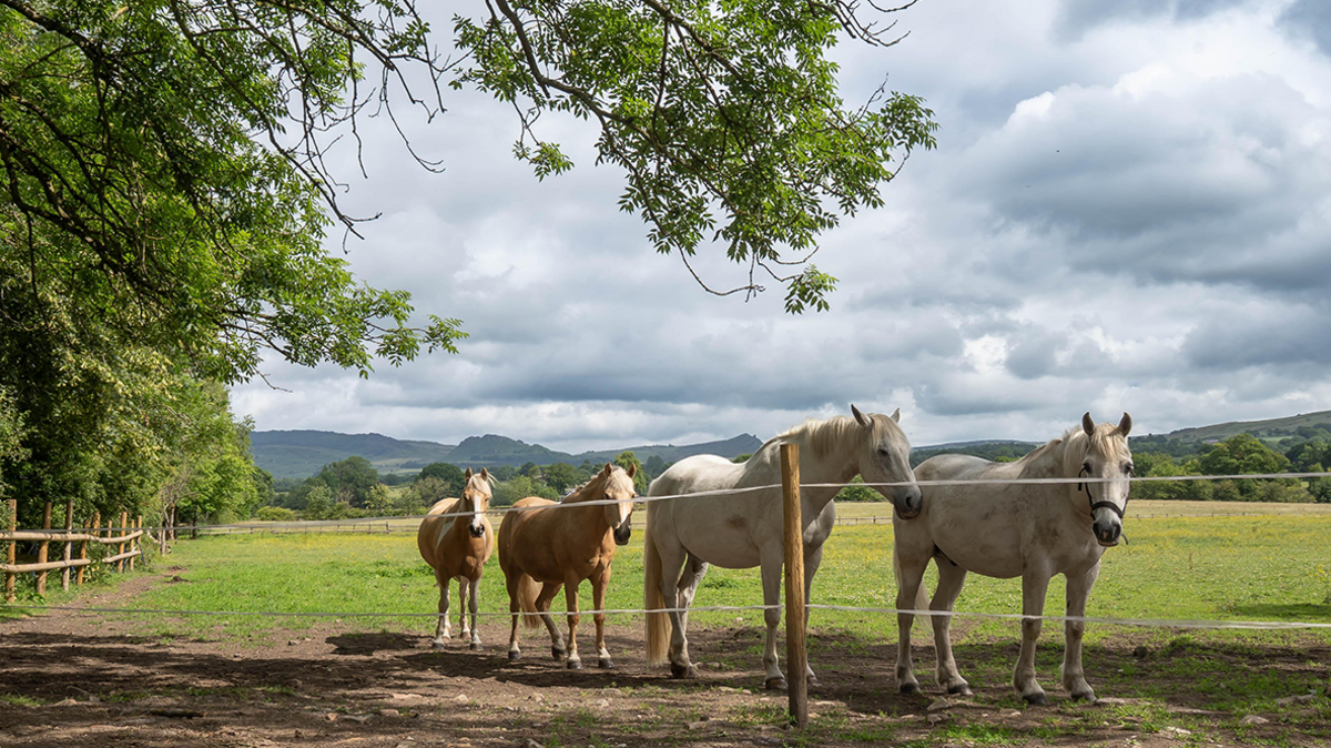 A group of four horses in a field in Leek. Two of them on the right are white, while two others slightly further back in the centre are a light brown. The field has wire fencing running through a wooden post. There are trees on the left hand side