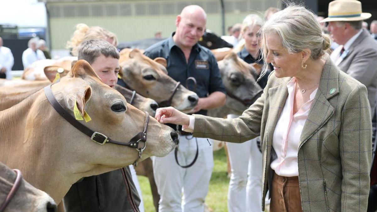 The Duchess of Edinburgh strokes a cow at the Royal Cornwall Show