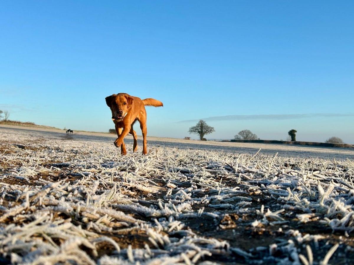 A fox red retriever running through an icy field. Trees are pictured in the background against a blue sky