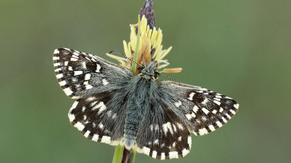 Grizzled Skipper has dark brown wings and is partly white. The background is light green.
