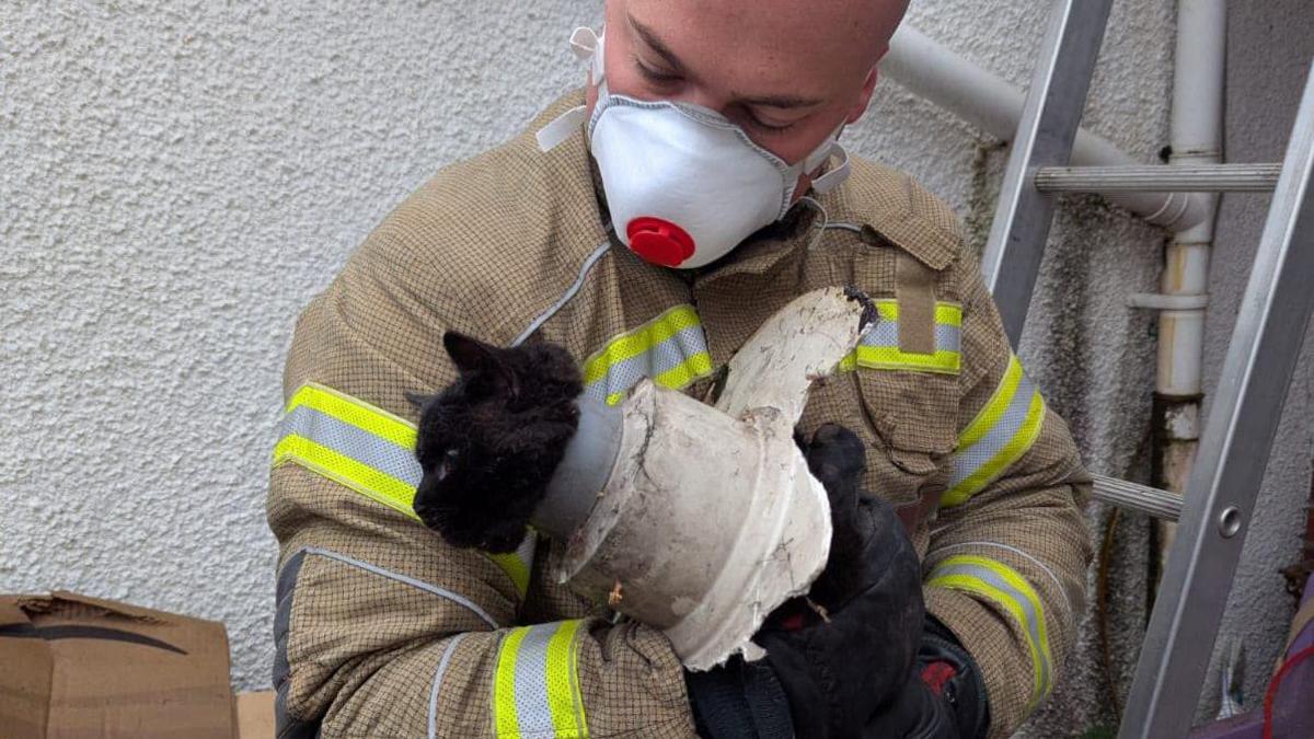 A firefighter in Clevedon is holding a black cat with a bit of pipe wrapped around the cat. There is a small ladder also visible in the picture