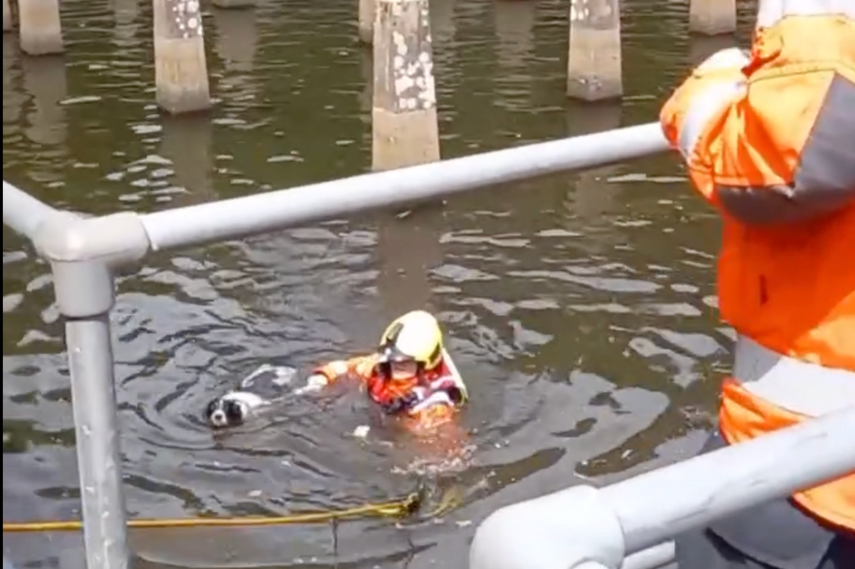 A fireman in a body of water holding on to a dog and a yellow safety line. The water is surrounded by railings.
