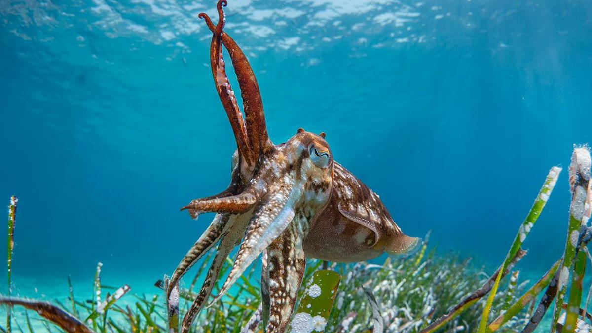 A cuttlefish floats above the seaweed on the ocean floor.  The blues and greens and colours beneath the water are beautiful.