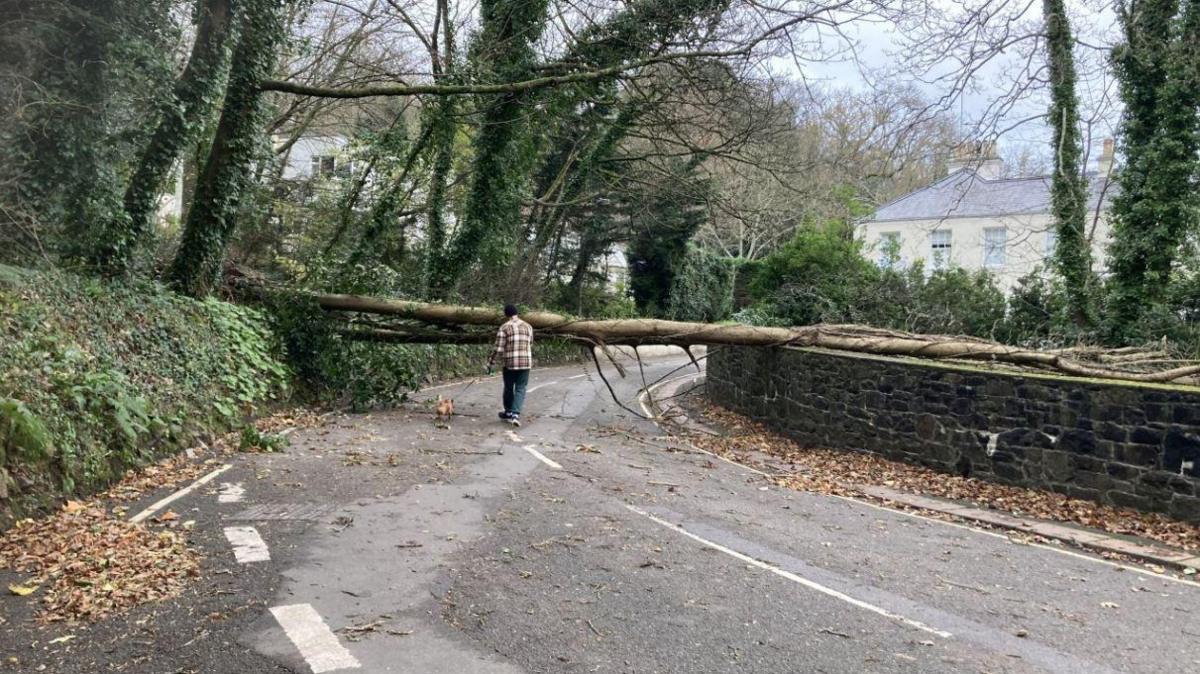 A tree is blocking a single carriageway road with a man in a checked shirt walking his small brown dog beneath it. 