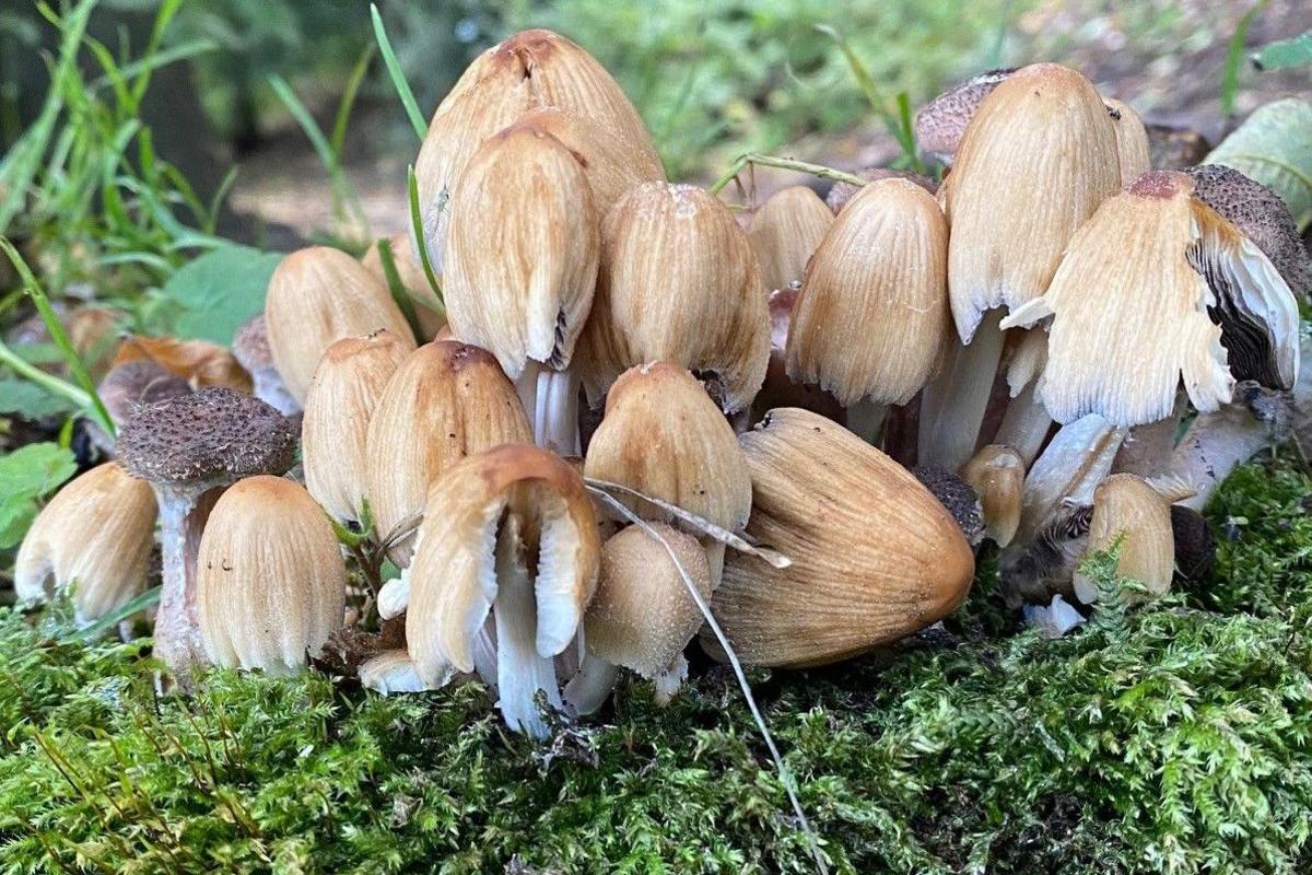 Mushrooms growing in Edinburgh