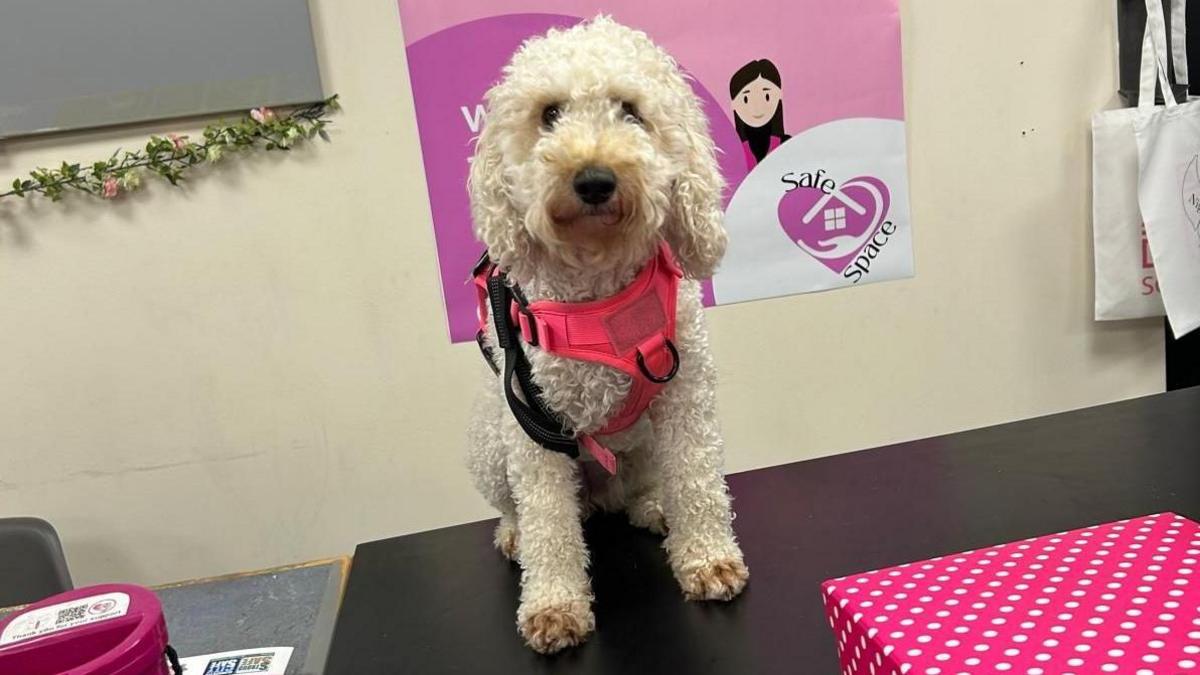 Small white dog in a pink high-vis vest sits on patrol as part of the Night Angels team.
