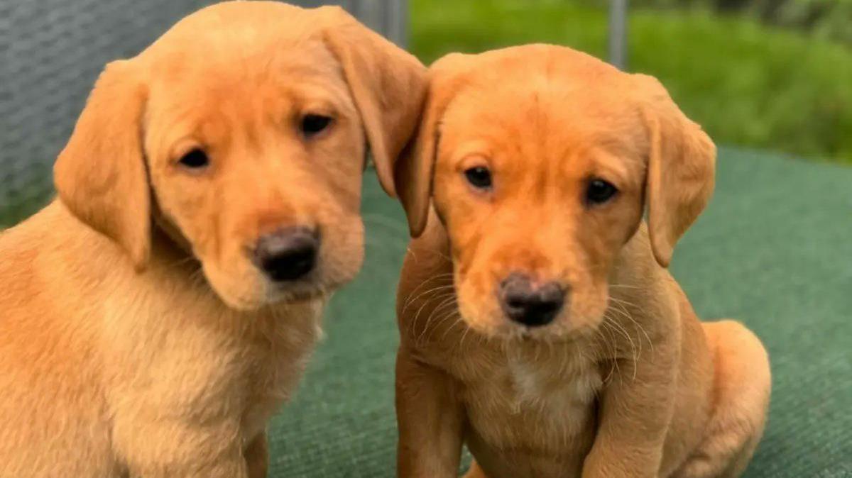 Two golden labradors sit next to each other looking at the camera