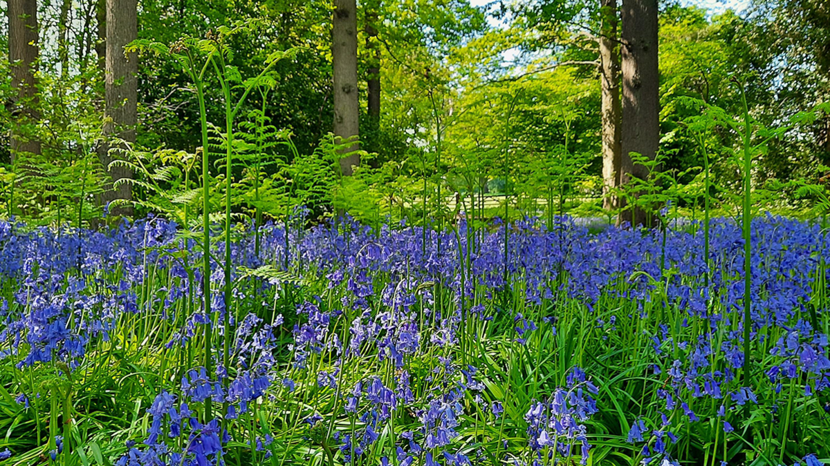 Dozens of bluebells grow among ferns on the floor of a woodland in Packwood, Warwickshire, with trees rising behind them on a sunny day