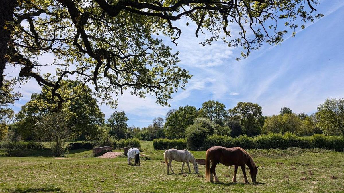 Several horse graze on grass in a field with trees dotted around it. The nearest horse is brown while the other two look to be lighter in colour. a small bridge crosses some waterway behind them.