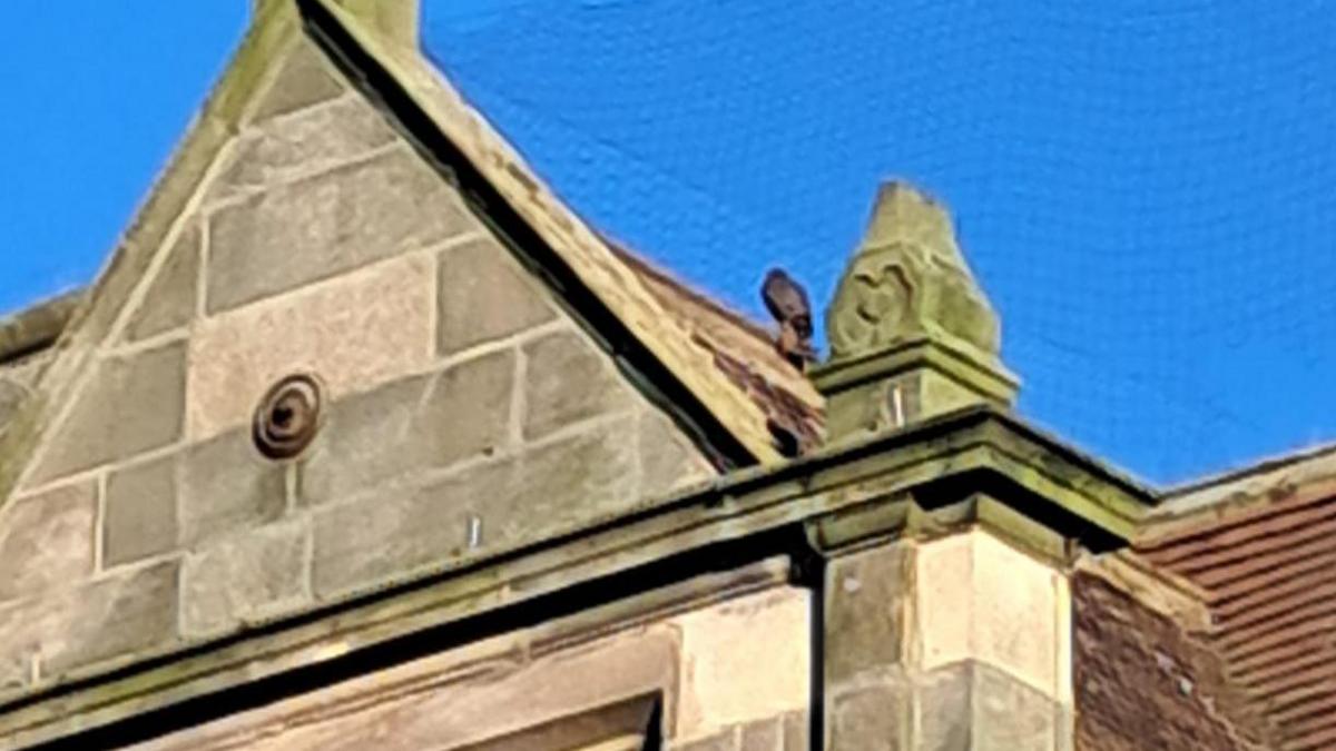 Sparrowhawk perched on the roof of the HSBC Bank