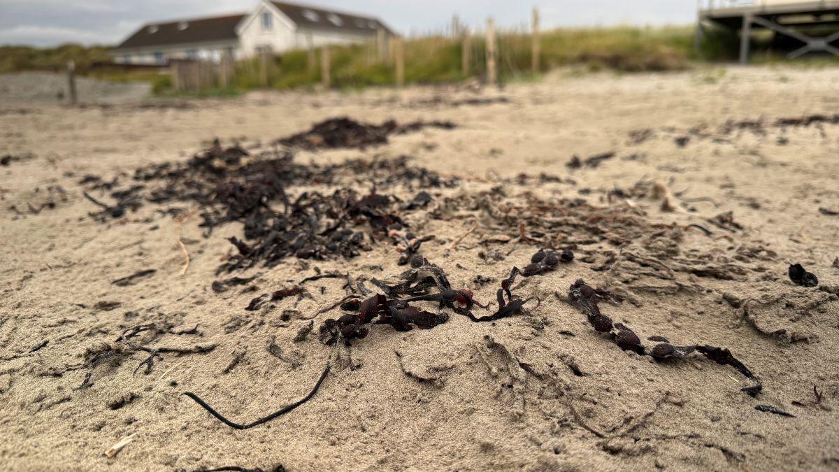 Material on sand on the beach. There is a white house blurred in the background.