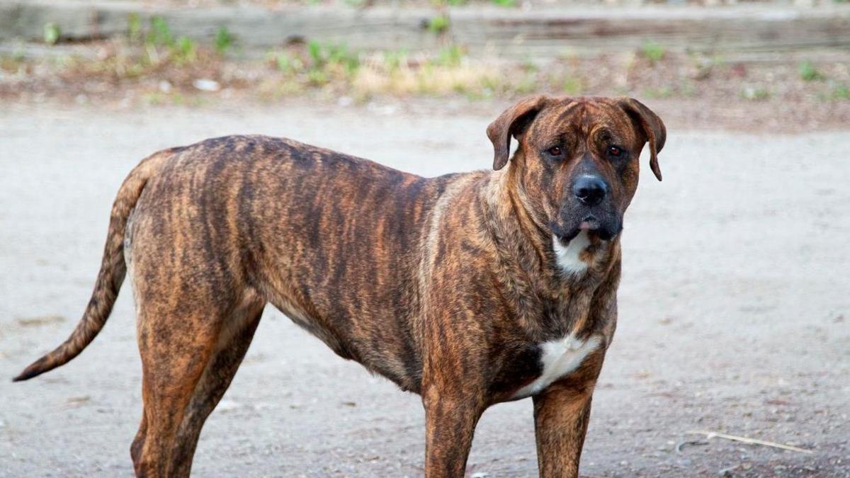 A brown and black mastiff-cross dog stood in a road. 