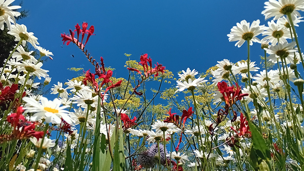 A low angle shot, looking up at wildflowers in a field. It makes some of the stems look tall, with a wide variety of flowers, including oxeye daisies, crowned in reds, whites, yellows and purples, with a blue sky in the background