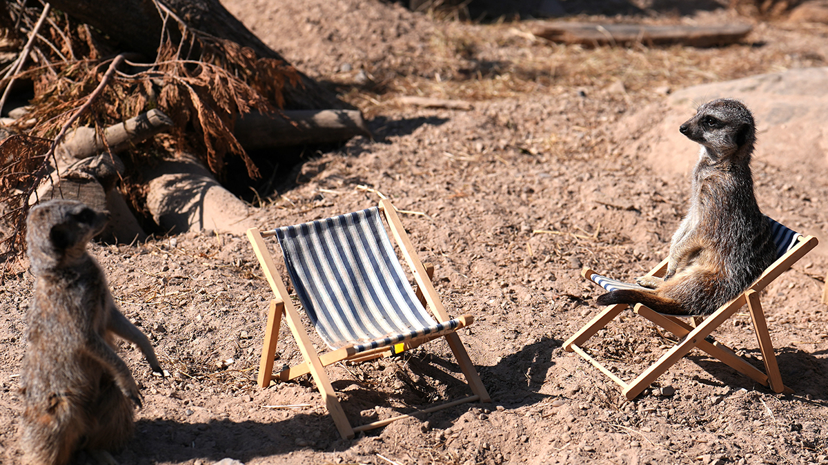 Two meerkats in a wildlife centre enclosure. One of the meerkats is sitting on one of two blue and white striped  small deckchairs 