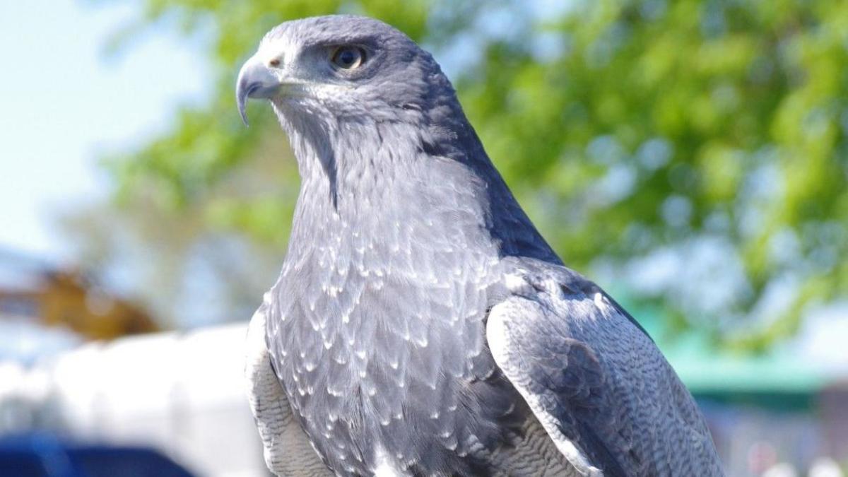 Falcons return to Suffolk farming show after bird flu ban - BBC News