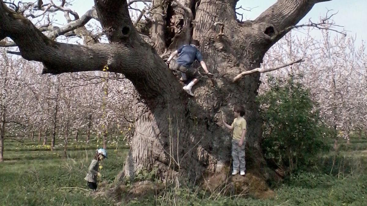 Plant yn dringo coeden gyda coed afal tu ol