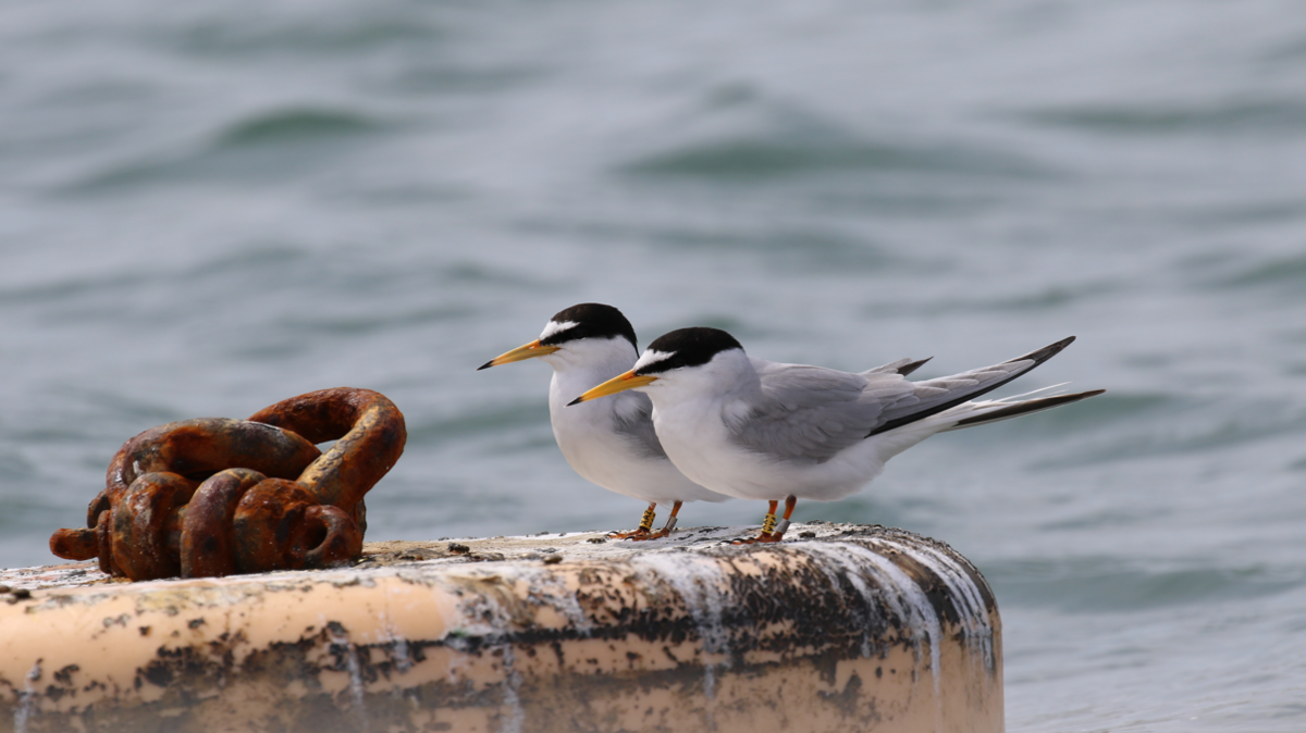 Two adult little terns on Ferrybridge buoys in the water, at the Chesil and Fleet Nature Reserve. It is a cloudy day.