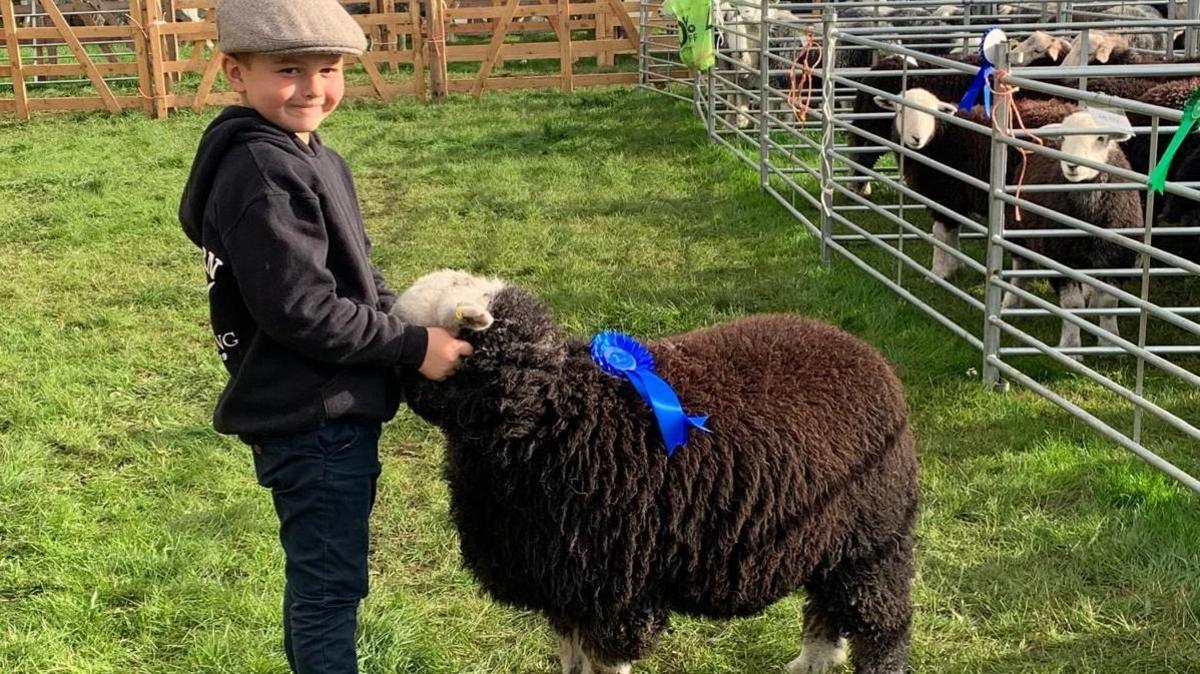 A young boy wearing a flat cap with black hood and dark blue jeans. He is tending to a cow, which has a brown coat and a blue rosette, in a field enclosure.