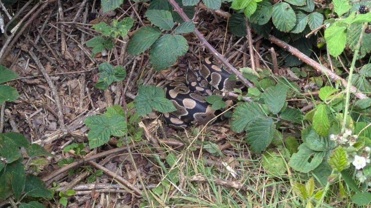 The curled up snake, said to be a ball python, is underneath bramble bushes in the park