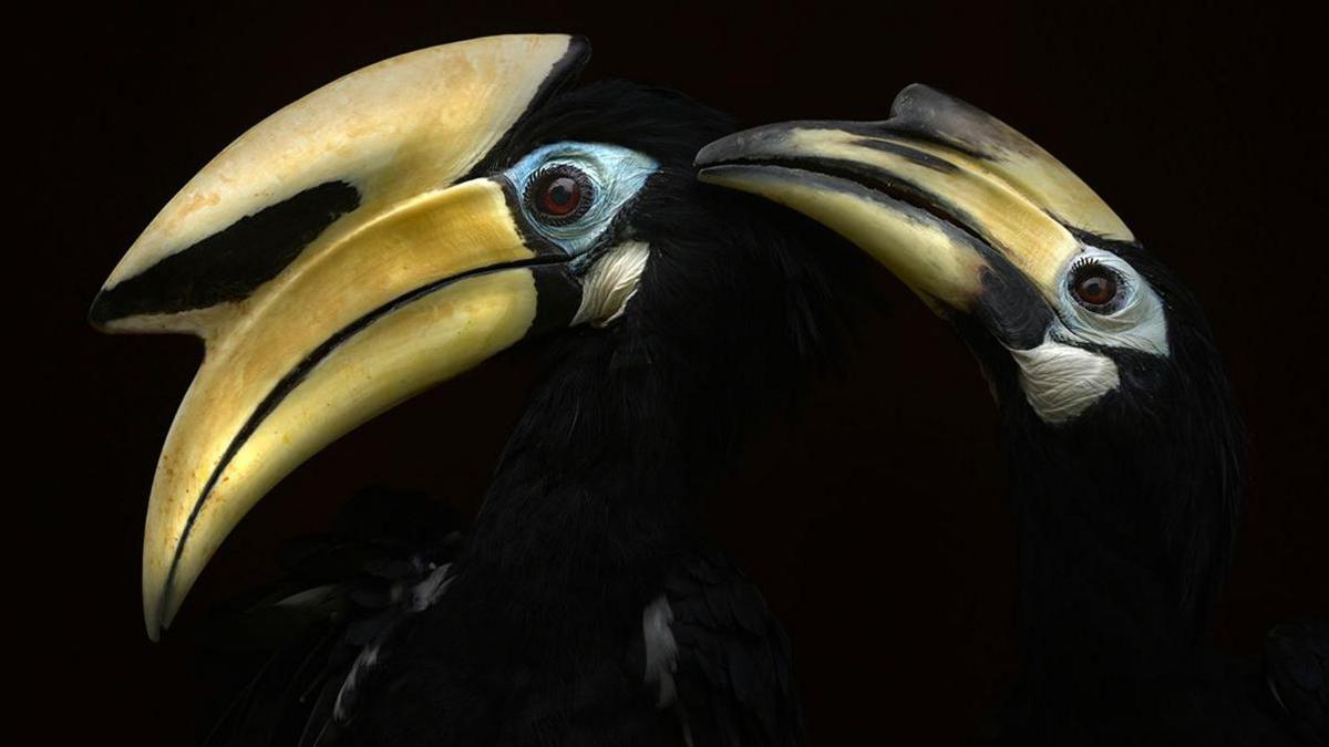 A dark, almost black photo with the beaks of the hornbills providing the golden shimmering colour.  The beaks are long and curved and impressive.