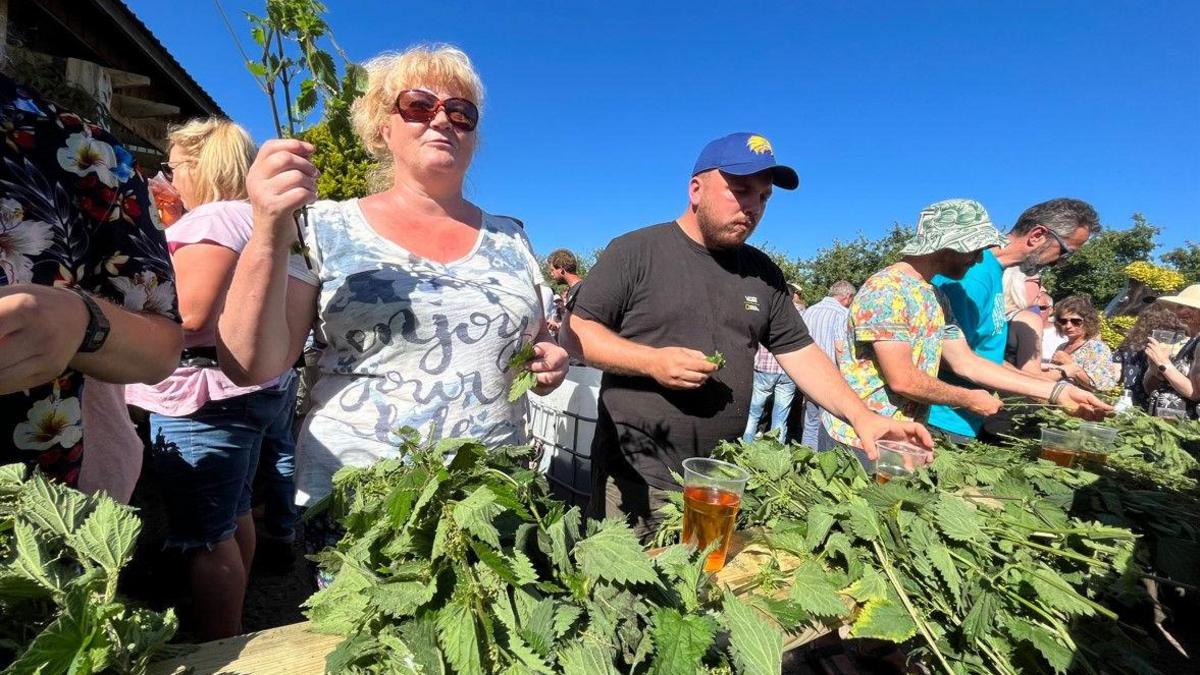 A row of people standing behind a table piled with stinging nettles. Each person has a pint of cider.