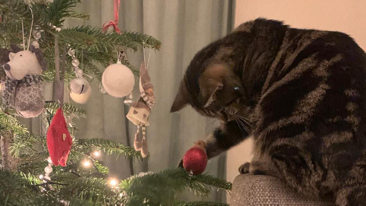 A grey and black tabby cat on the right playing with a red bauble on a Christmas tree.