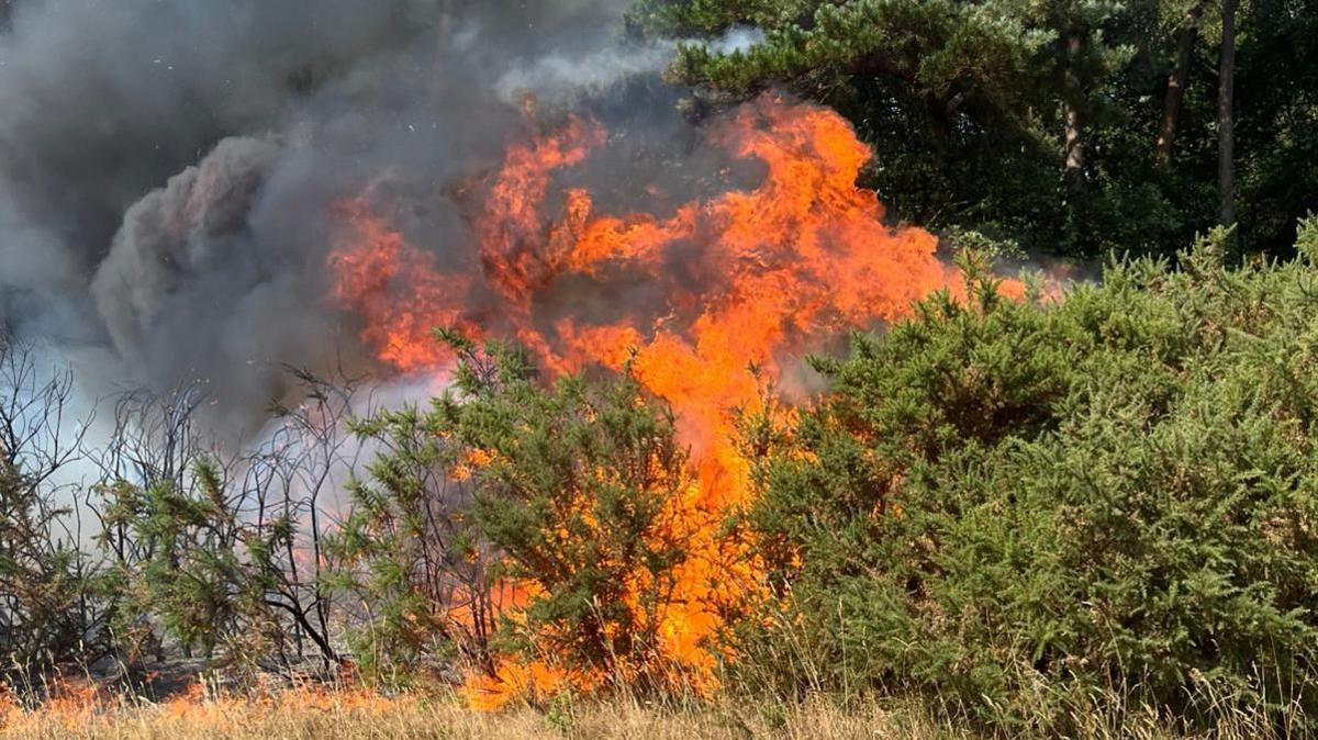 A bush on fire with smoke pouring into the sky
