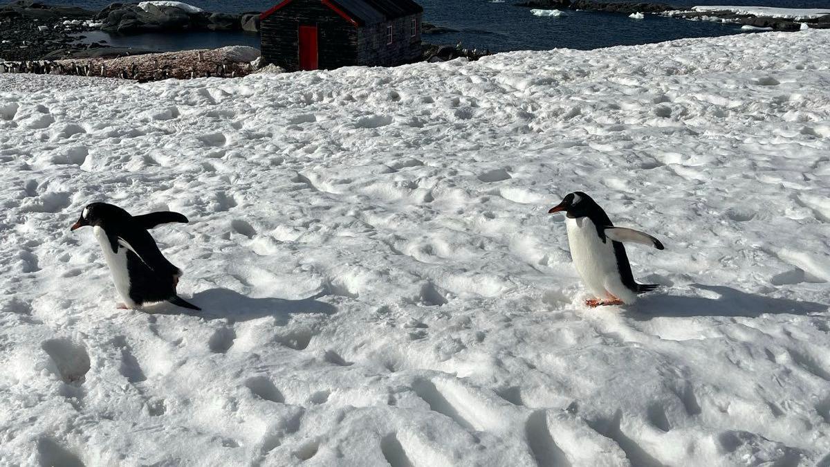 Two penguins in the snow