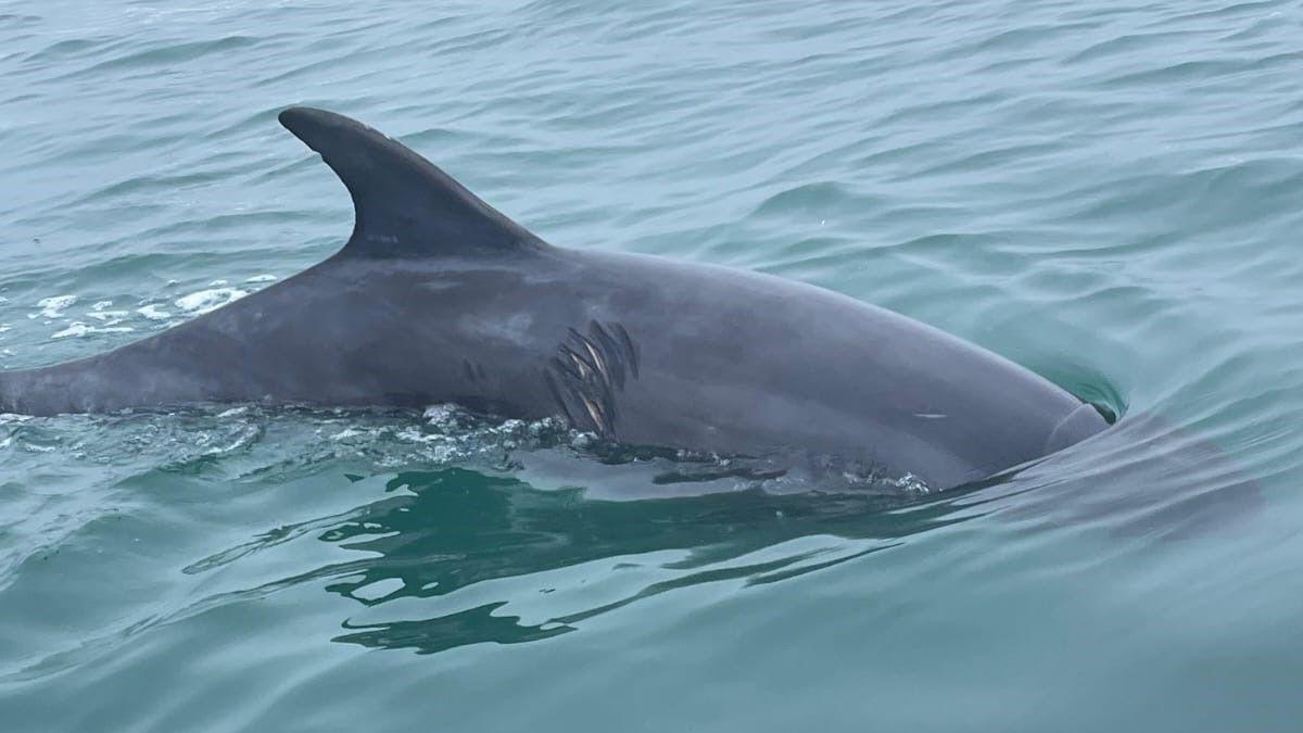 The dolphin has its head below the water but the top of its tail and body as well as its dorsal fin can be seen. There is a series of deep scratches in the area just before the dorsal fin, some showing white against the dark grey of its skin. The water is green-blue and calm.