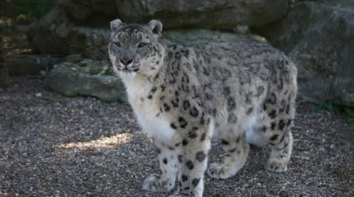 Laila the snow leopard pictured when she was pregnant.