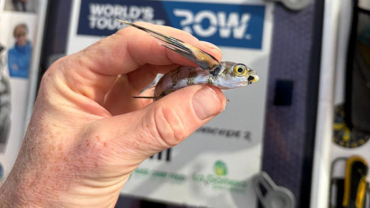 A hand holding a flying fish with a boat hatch in the background.