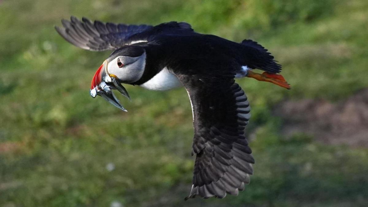 A puffin flying over a grassy areas with several fish in its beak