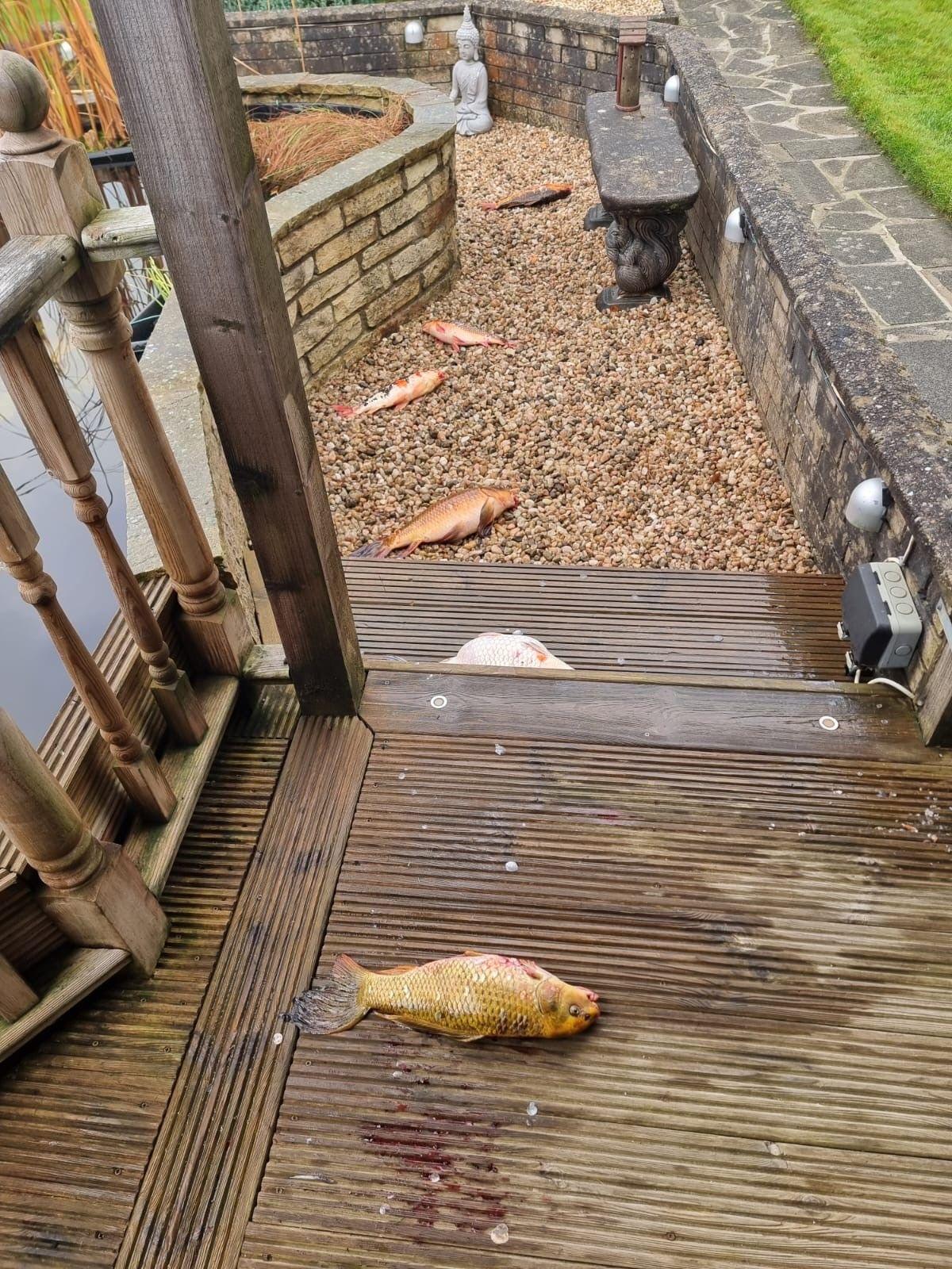 Six Koi carcasses lie scattered on a path beside a pond and on the steps of some decking.