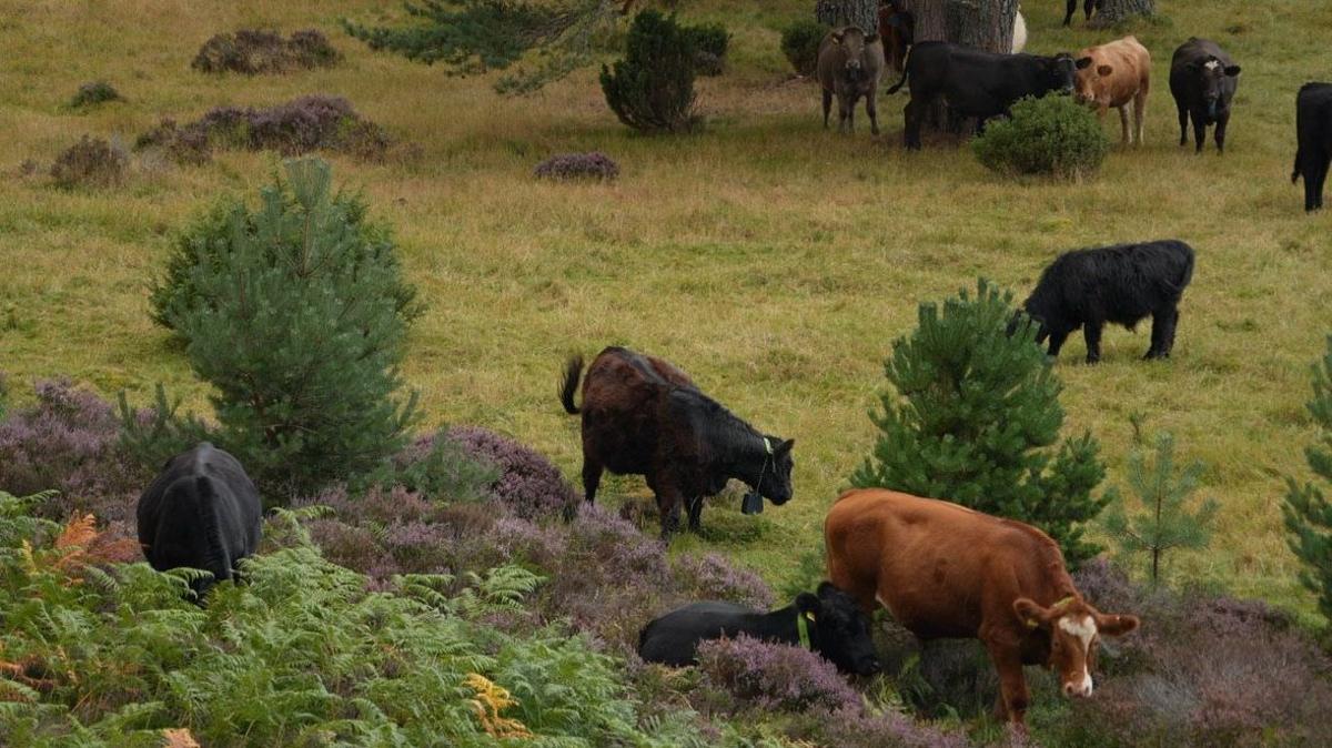 Cattle grazing among heather, bracken and on open grassland.