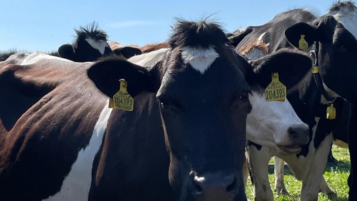 The image shows a group of black and white cows standing on a grassy field beneath a clear blue sky. Each cow has a yellow ear tag with the number "204393" printed on it.