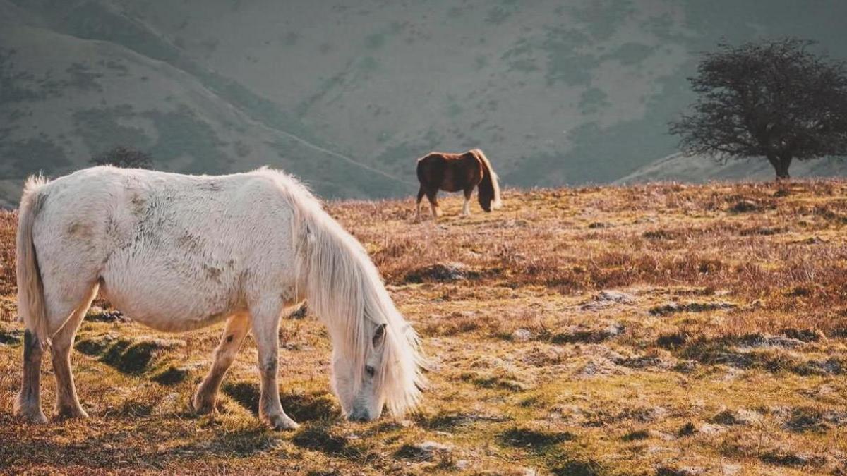A white pony grazes near to the camera with a brown horse further away. They are on a grassy hilltop with a tree behind them.