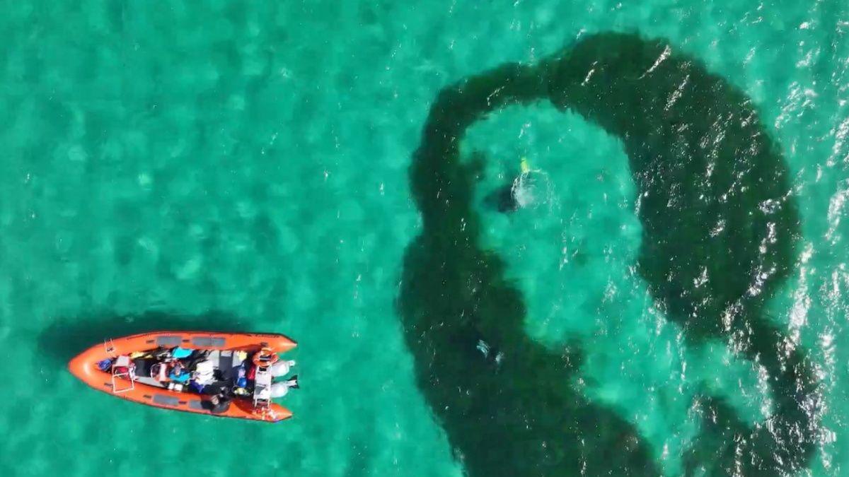 Cearcall de bhilearach-mhara agus eathair ann an Caolas Bharraigh