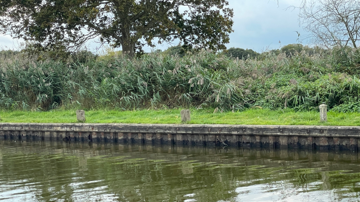 A wooden mooring is shown with water in the foreground and a grass bank, reeds and a large tree