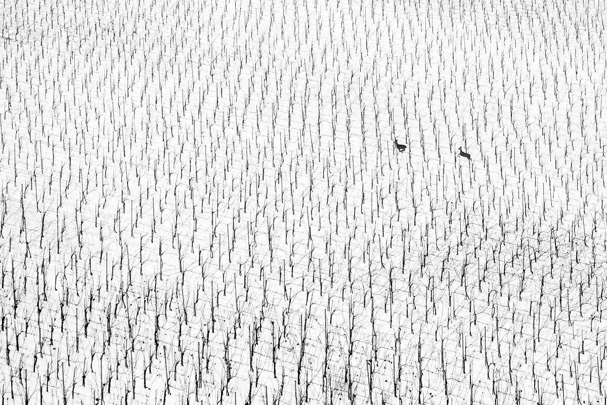 Deer running among bare trees in Slovenia. 