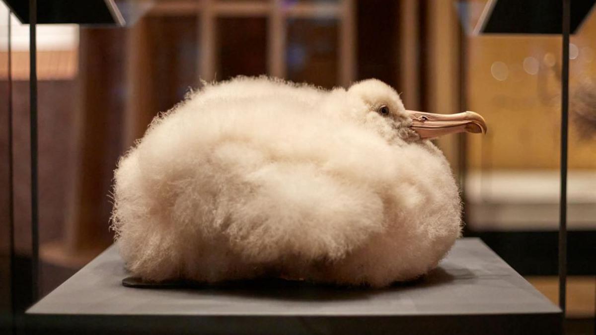 Specimen of an albatross chick