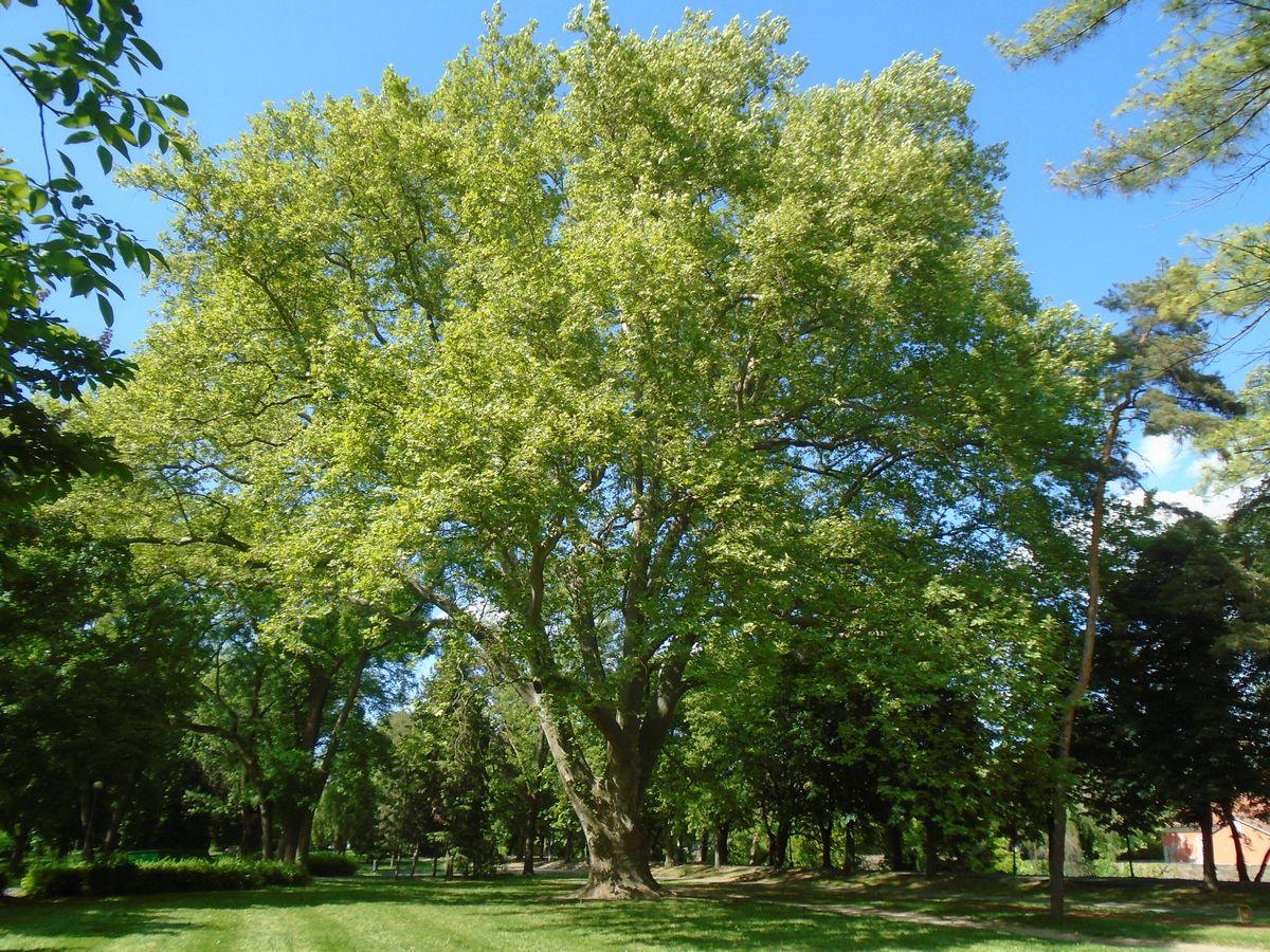 A plane tree stands tall in a sunlit park, its broad canopy casting shade on the grass below. Surrounding trees and a clear blue sky frame the lush green landscape.