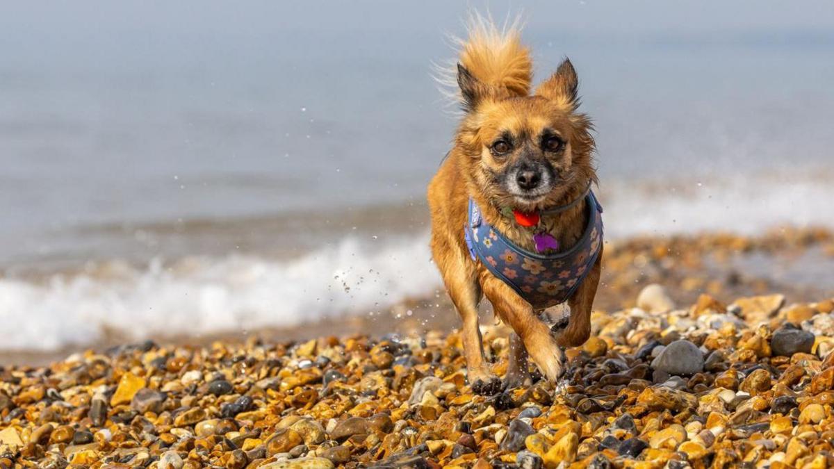 Poppy running on the pebbles at the beach. The sea could be seen behind her. It is a cloudy day.