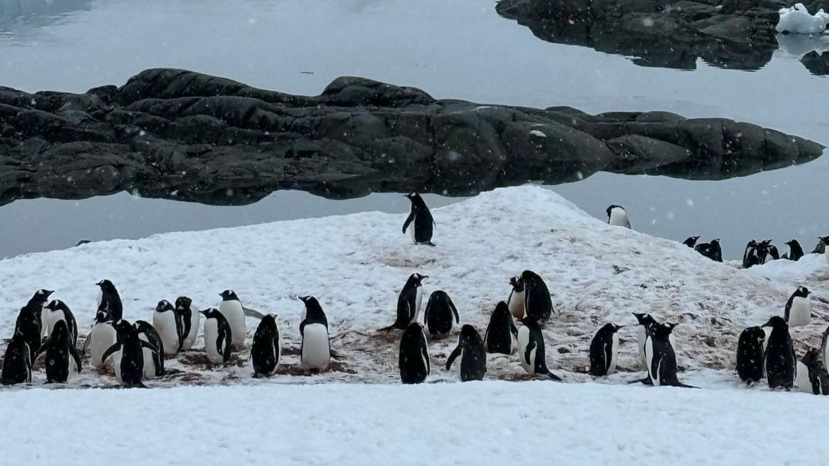 Lots of penguins in the snow