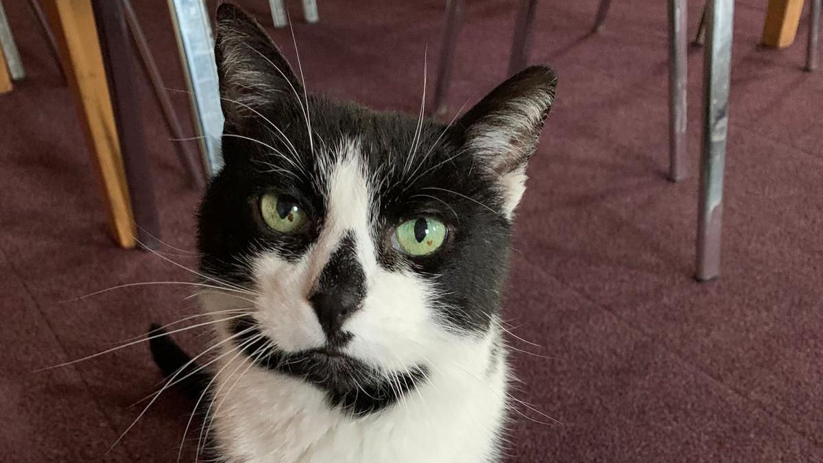 A close up of Defib. He is a black and white cat, with a black nose a and bright green eyes. 