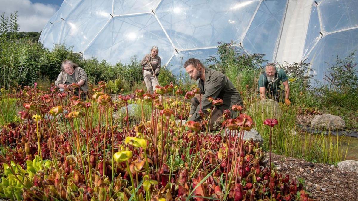 Gardeners in a large plot of green and red-coloured carnivorous plants, with one of the Eden Project's biomes close to them in the background