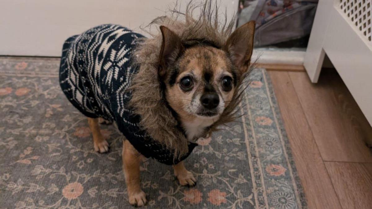 A small chihuaua is wearing a nordic-inspired coat with a fur hood. Chica is a mostly light brown dog with some dark spots on her fur. She is stood on a small rug beside a white door.