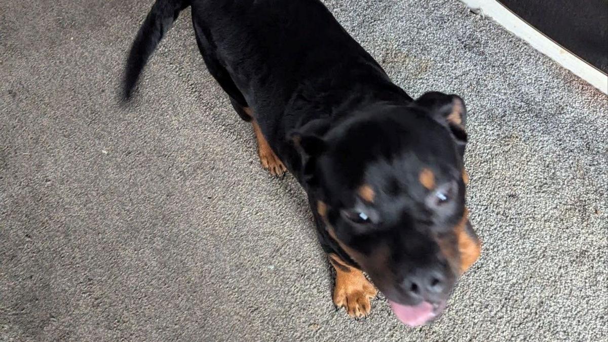 An image taken from above showing a black and brown dog standing on a grey carpet and looking up at the camera with its tongue out.