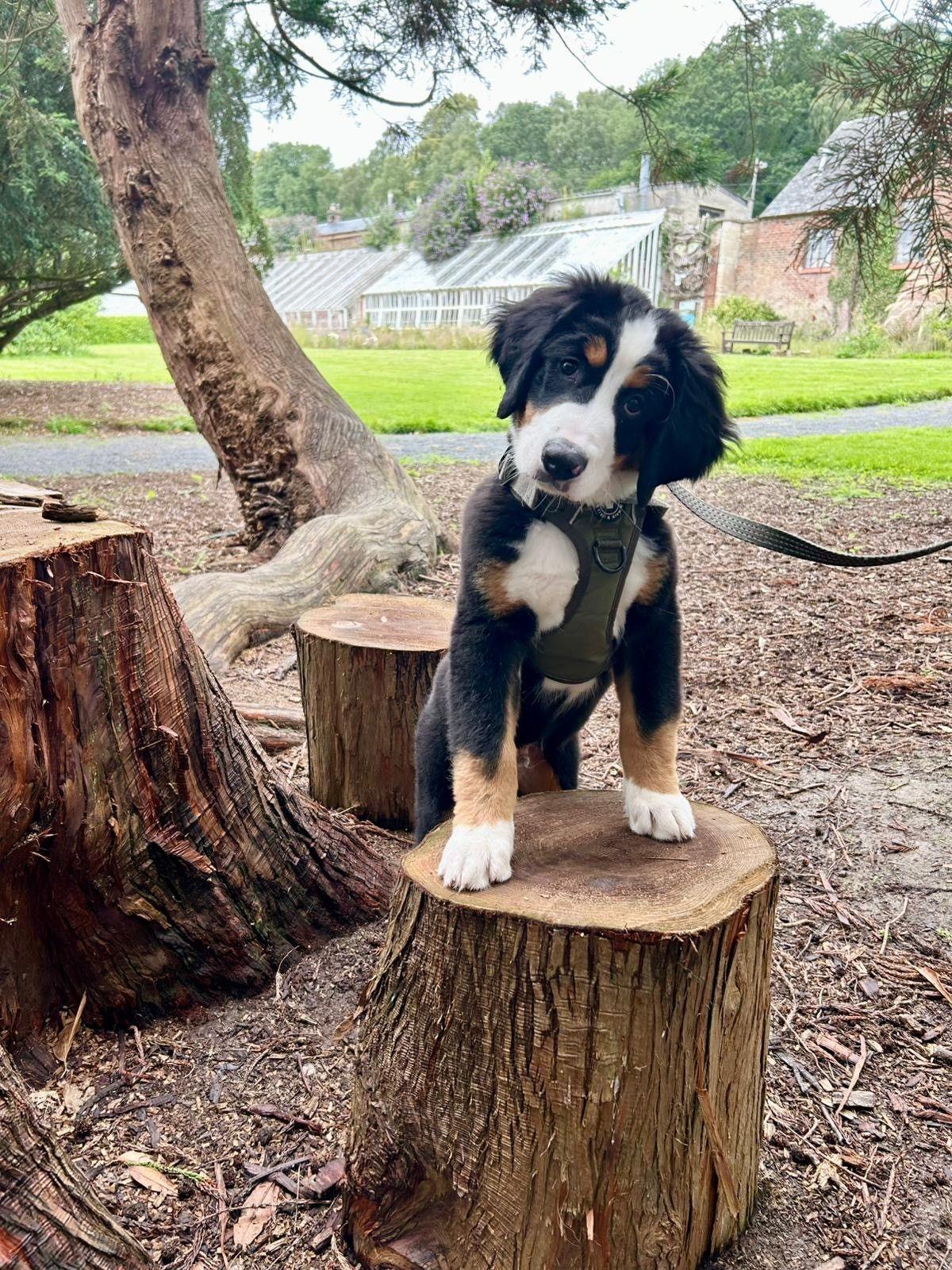 A puppy with black, white and brown colouring standing on a tree stump, tilting its head with a house and conservatory in the background