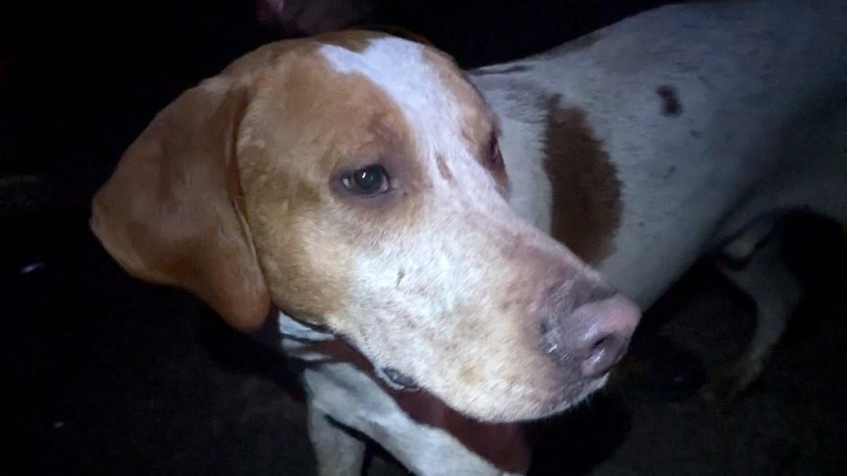 The lost dog, which is a brown and white hound-like breed, in the dark, looking away from the camera.