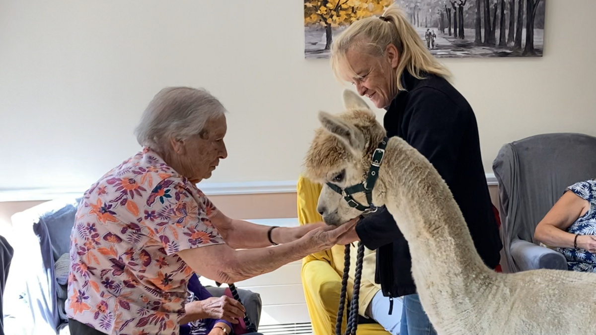 Jo Bridge introduces an alpaca to a resident of Magdalen HouseCare Home. The resident is stroking the animal's chin